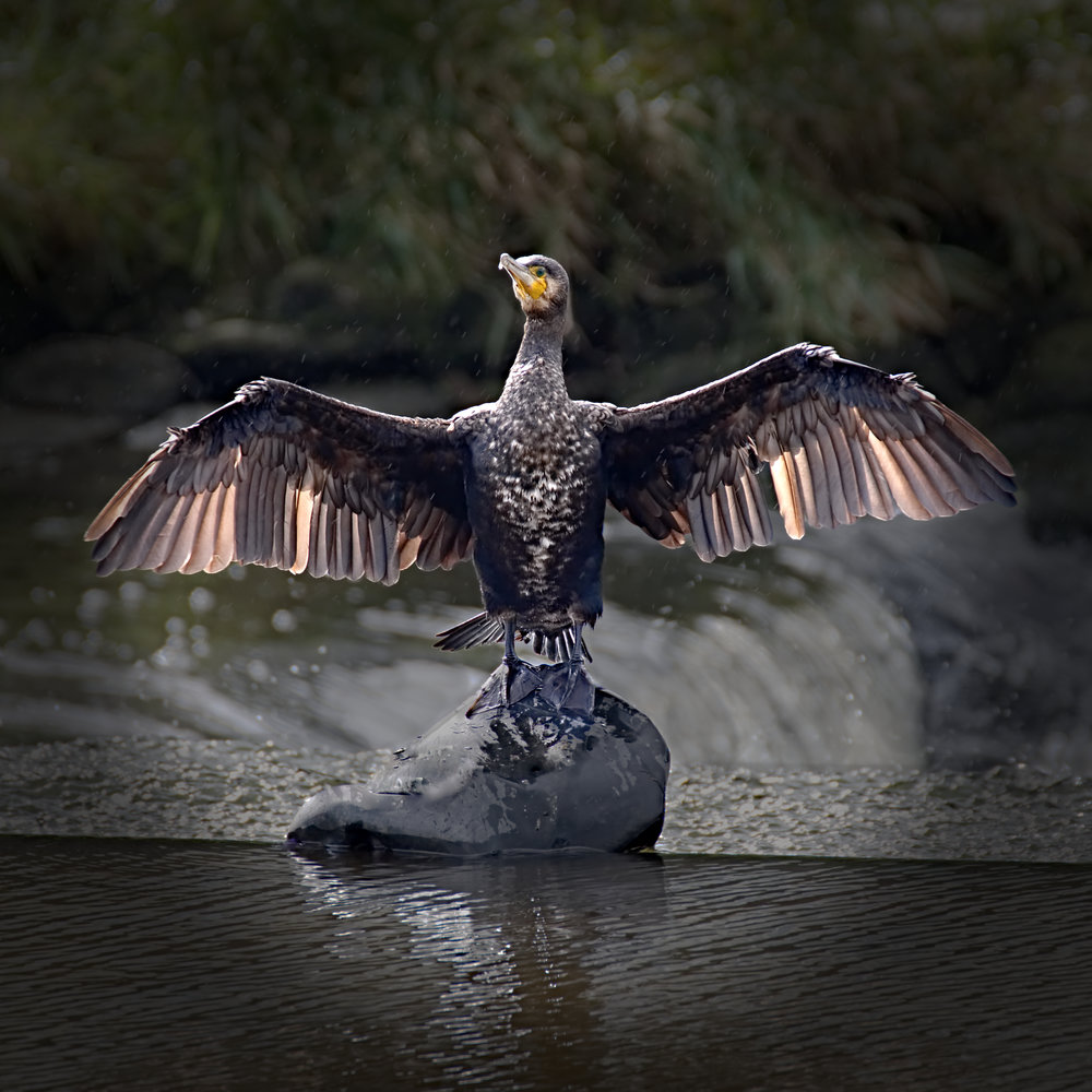 Contra Jour Cormorant